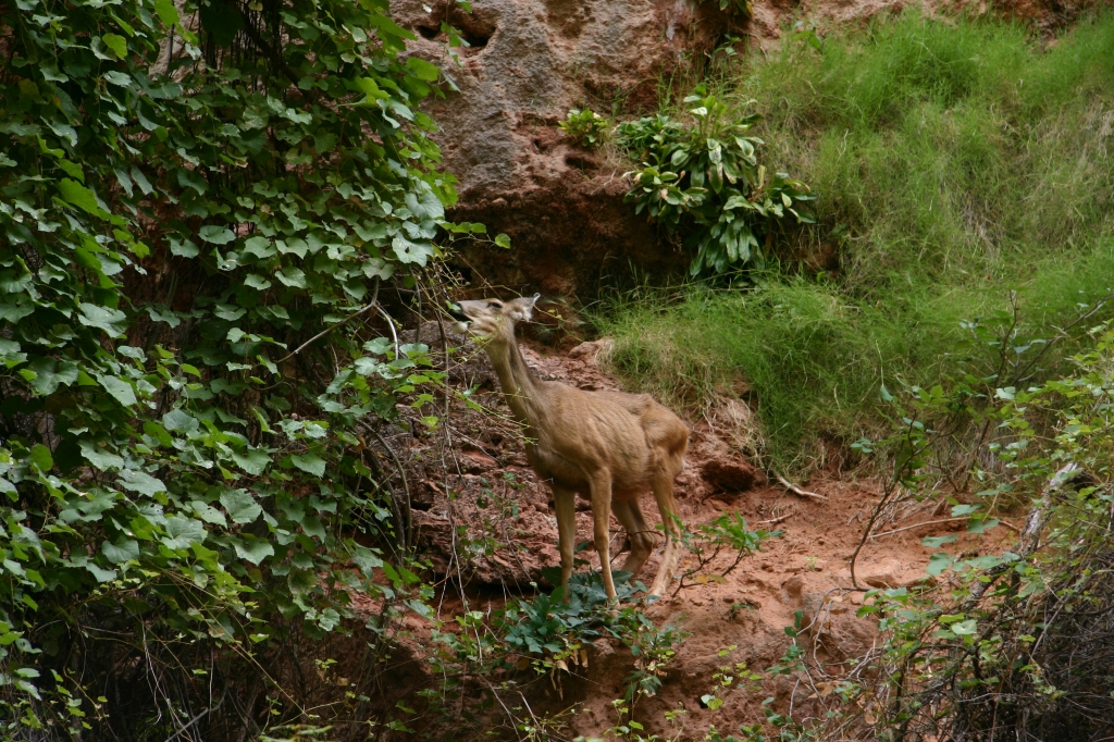 05 - Zion NP (0).JPG